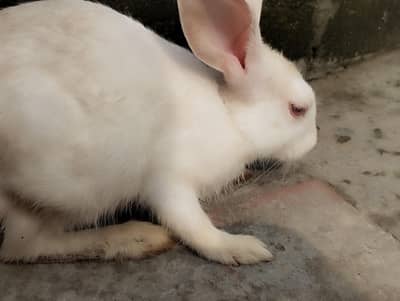 03254123746 Beautiful pair Rabbits for sale