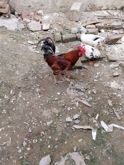 desi murga for sale