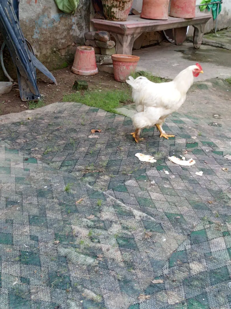 white puff — photo 2