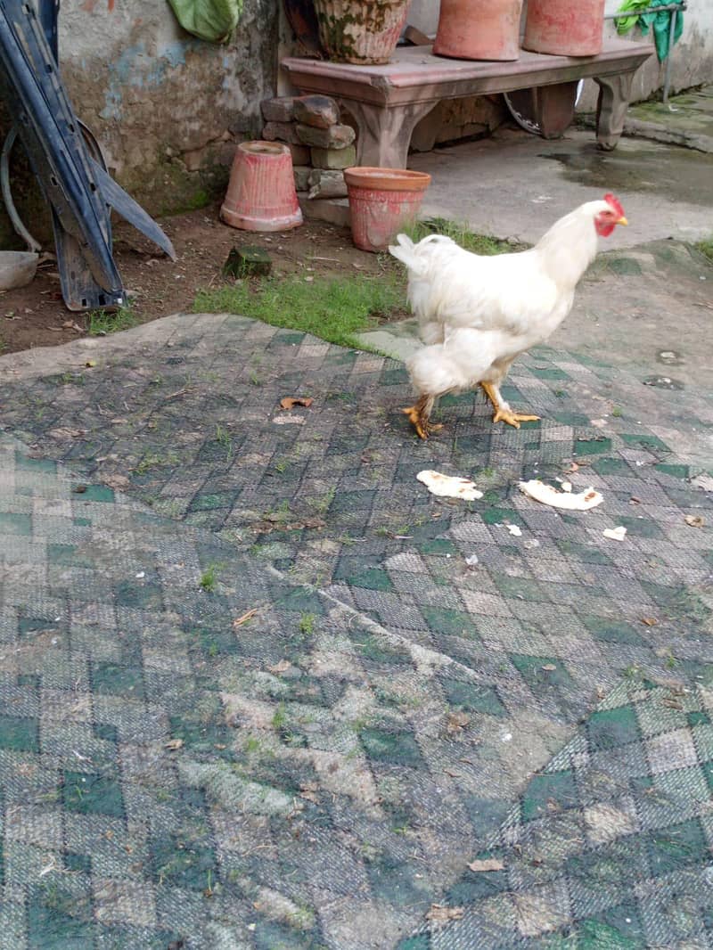 white puff 2