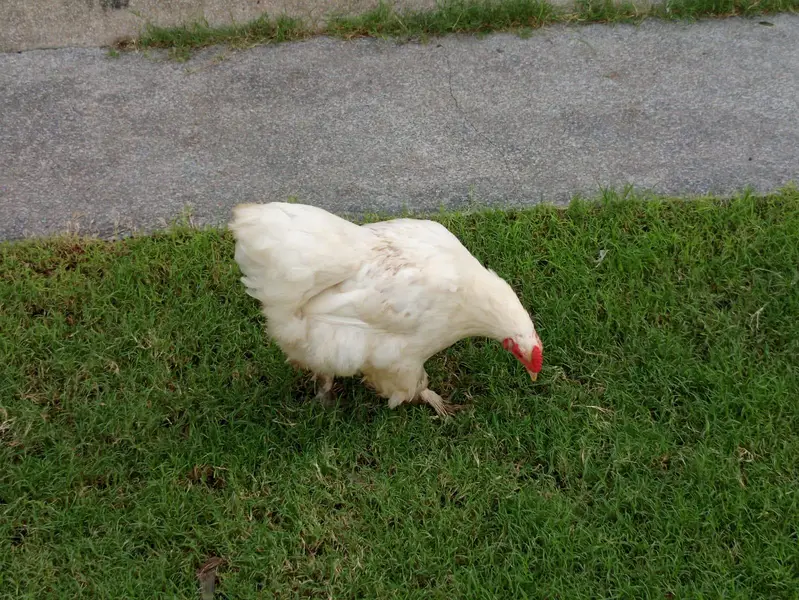 white puff — photo 4
