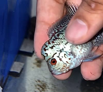 Flowerhorn Golden Base KML (GHOST)