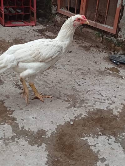 White o Shamo Aseel Pathi