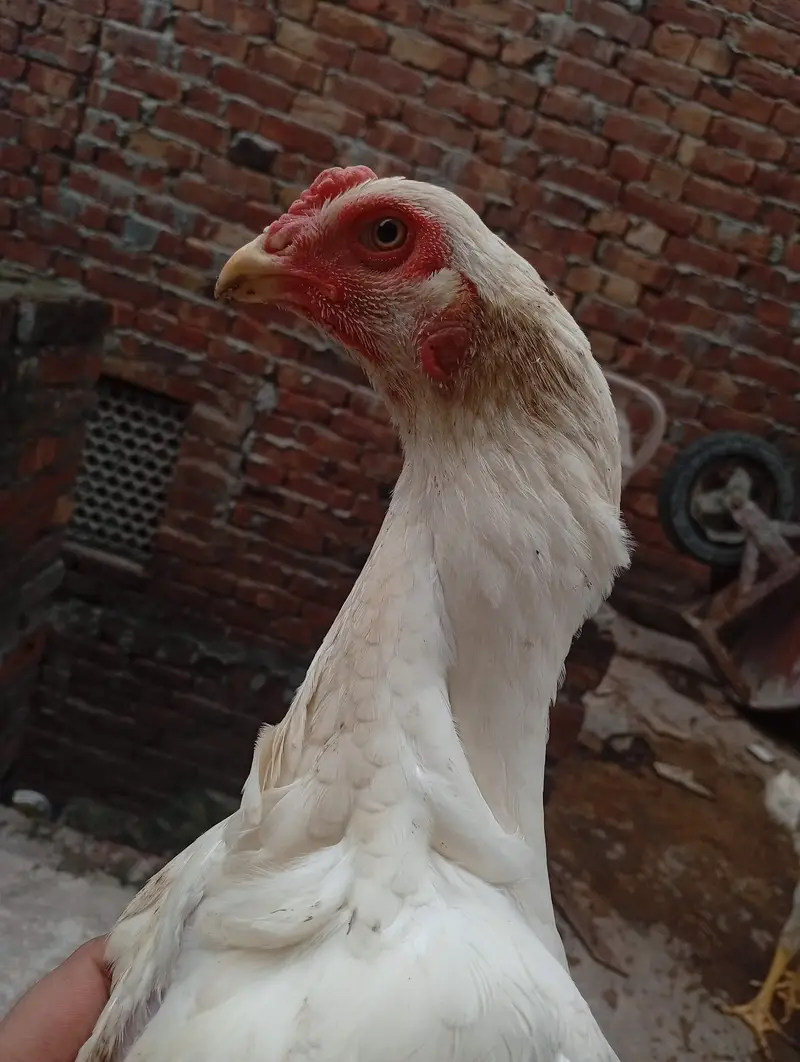 White o Shamo Aseel Pathi — photo 2