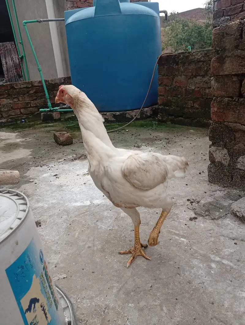 White o Shamo Aseel Pathi — photo 3