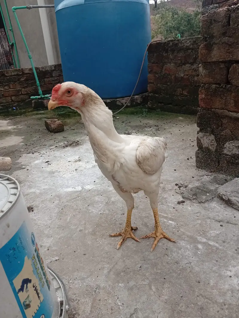 White o Shamo Aseel Pathi — photo 4