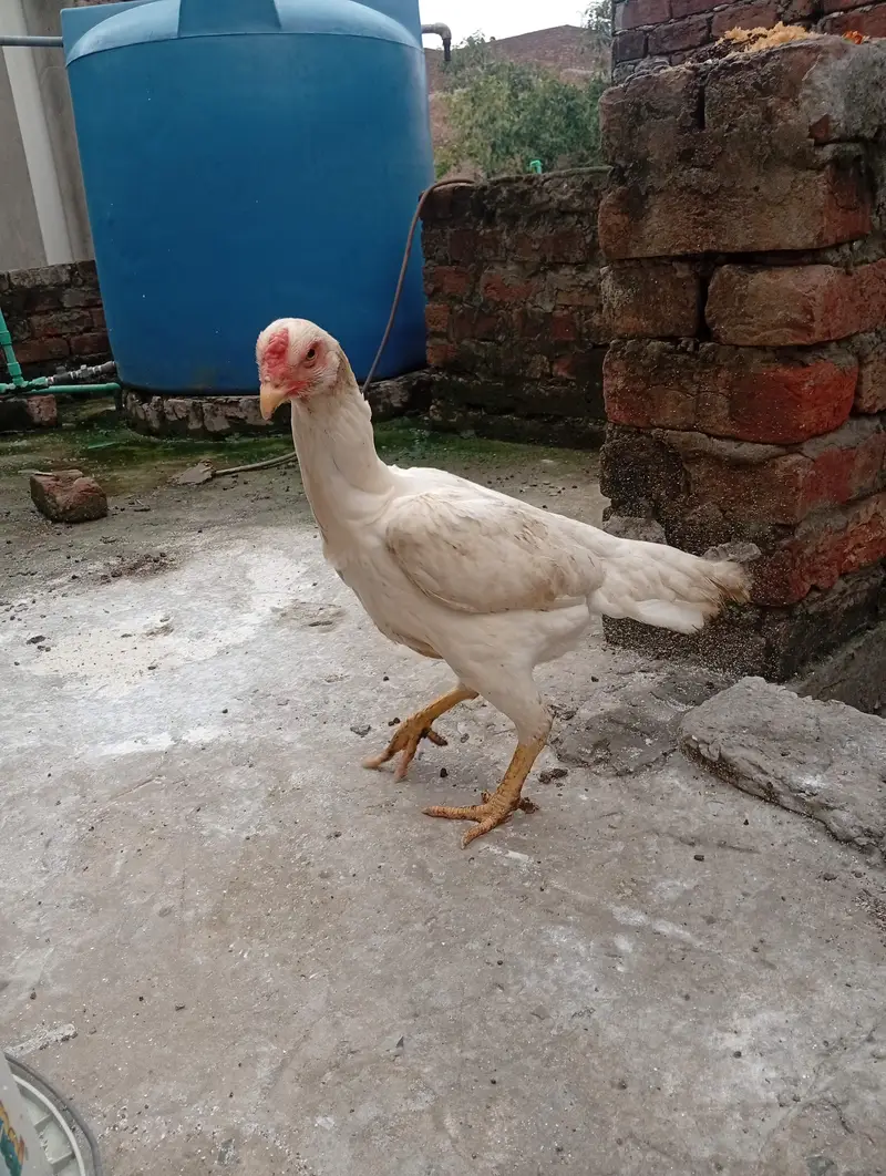 White o Shamo Aseel Pathi — photo 5