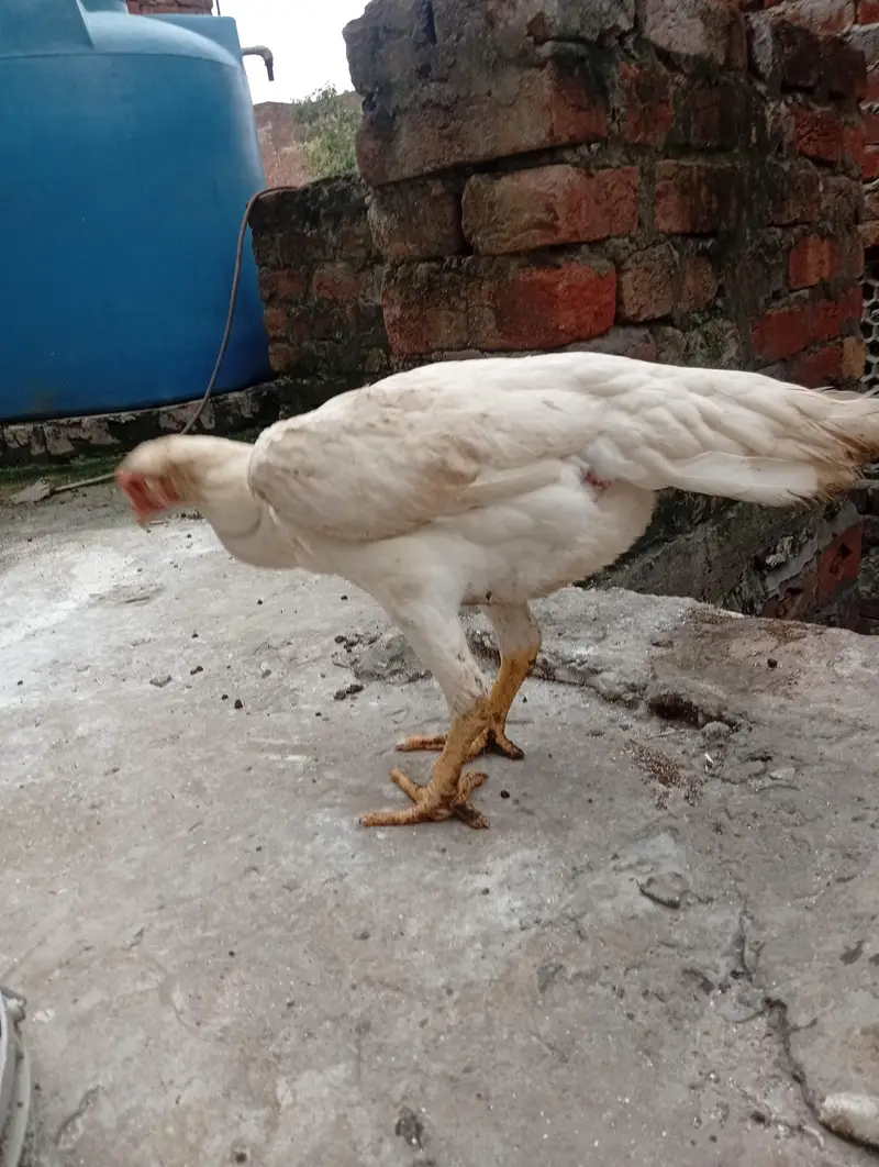 White o Shamo Aseel Pathi — photo 6