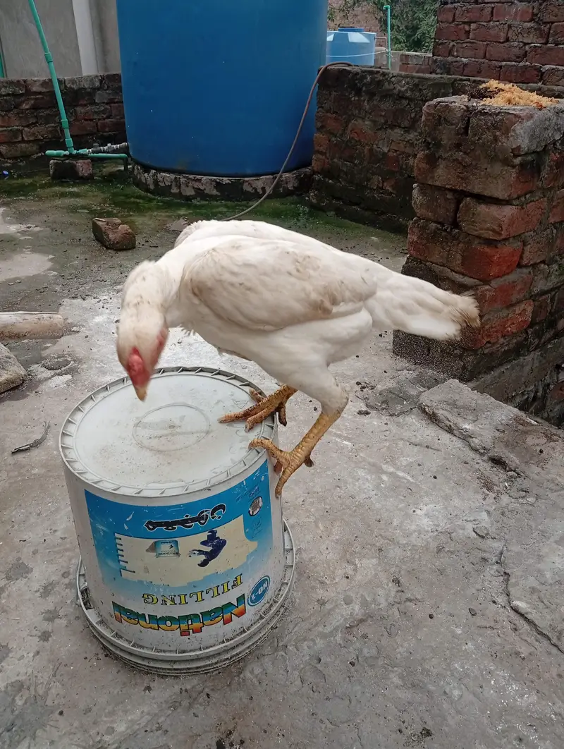 White o Shamo Aseel Pathi — photo 7