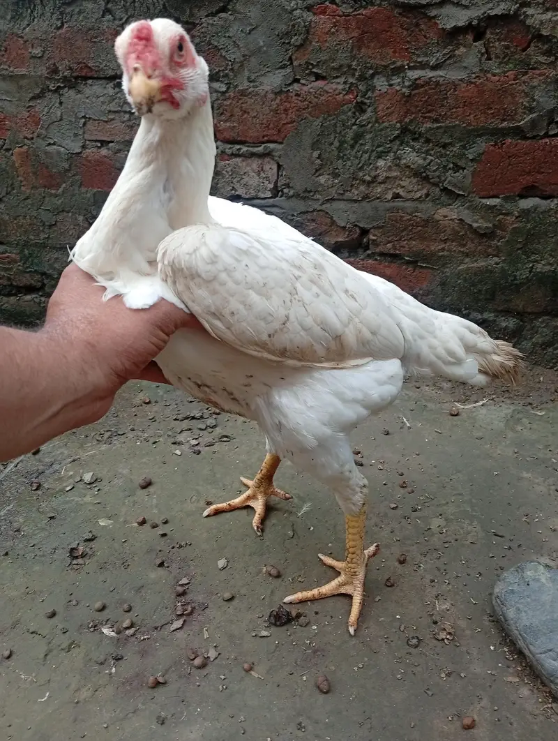 White o Shamo Aseel Pathi — photo 8