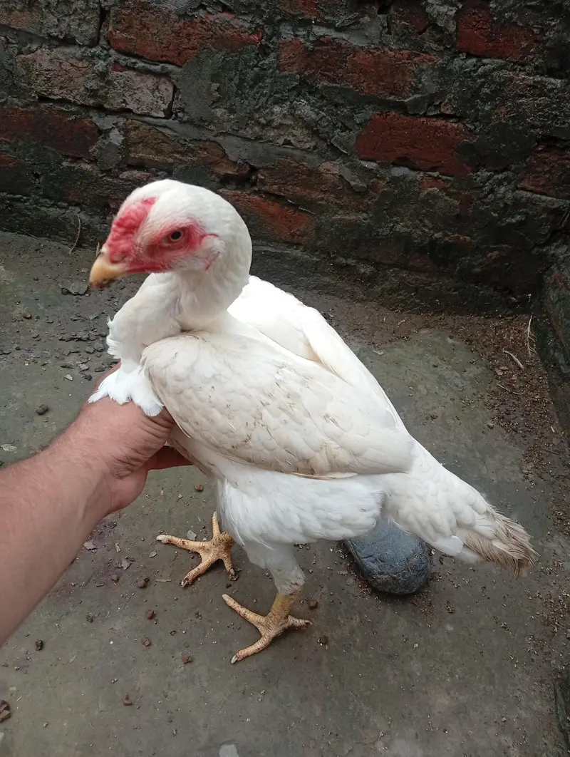White o Shamo Aseel Pathi — photo 9
