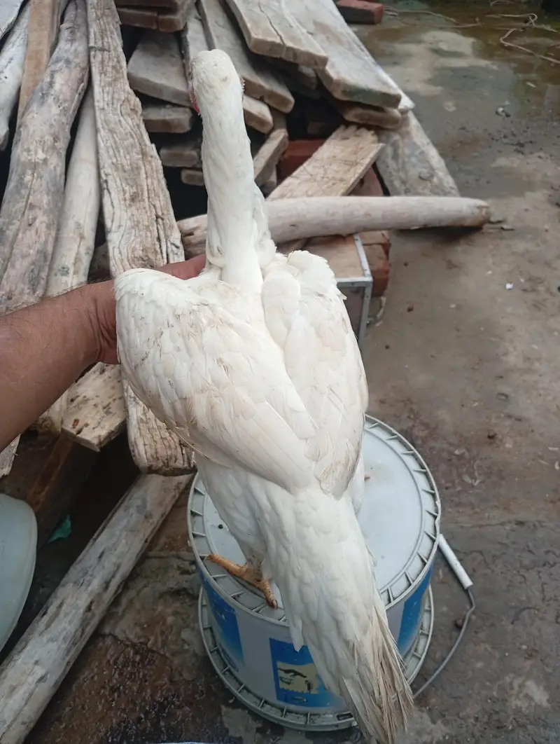 White o Shamo Aseel Pathi — photo 10