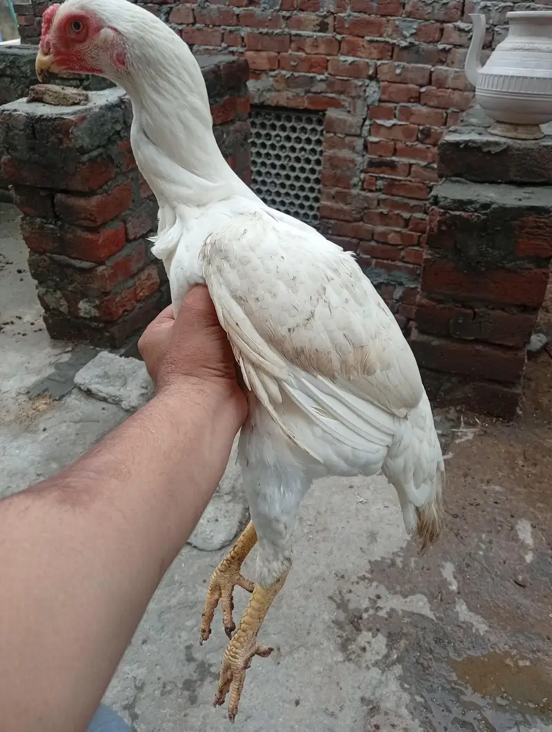 White o Shamo Aseel Pathi — photo 11