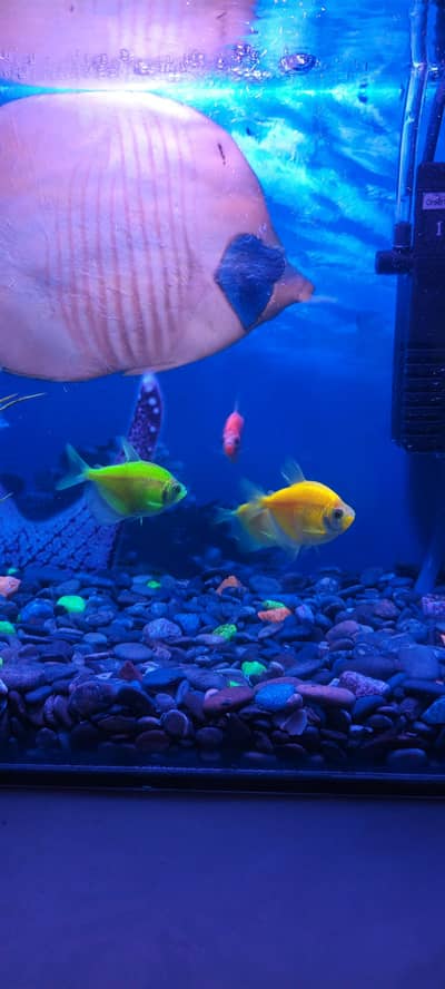 Mini Fish Aquarium with 3 fishes