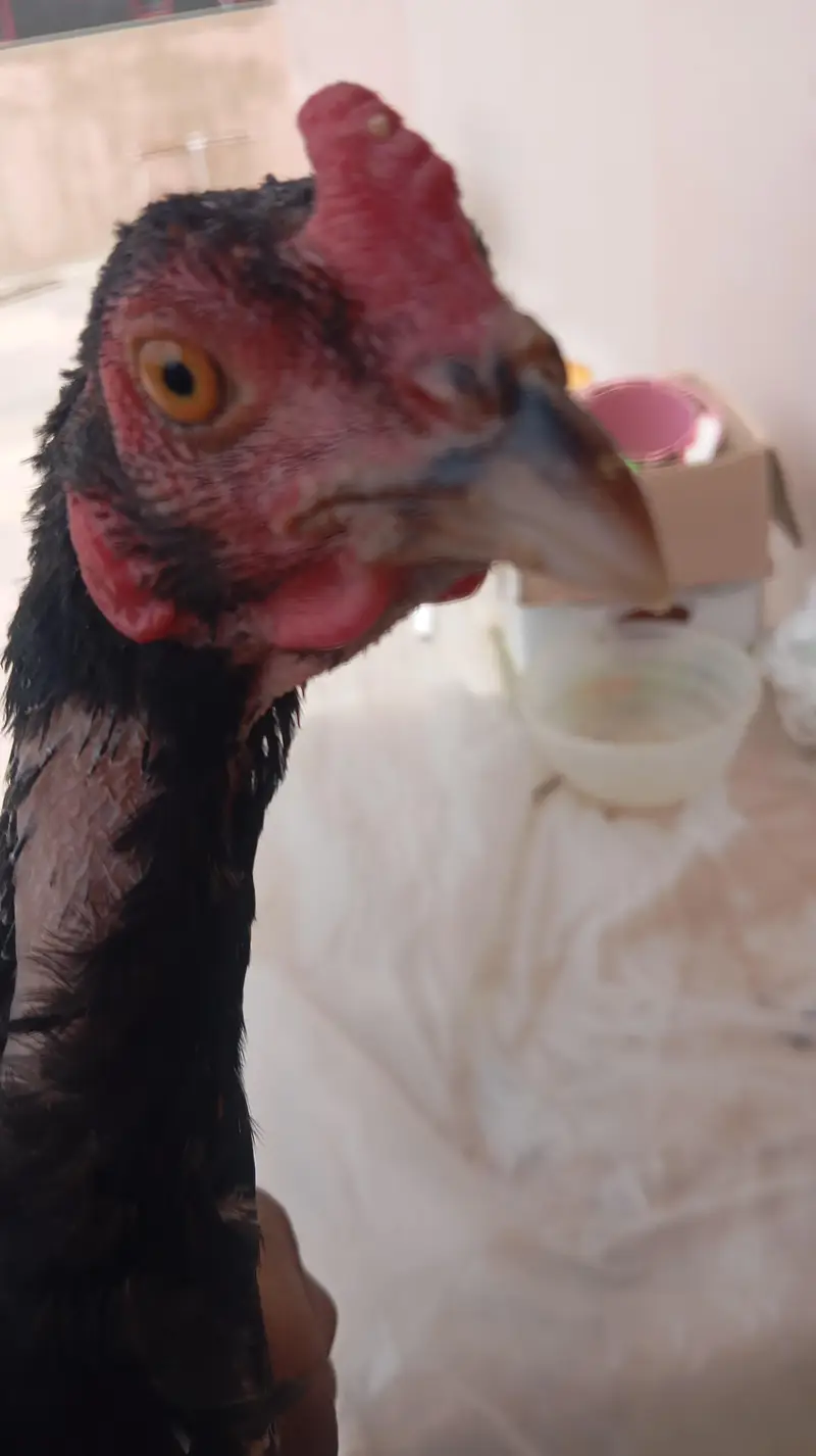 Lakhaa Aseeel — photo 9