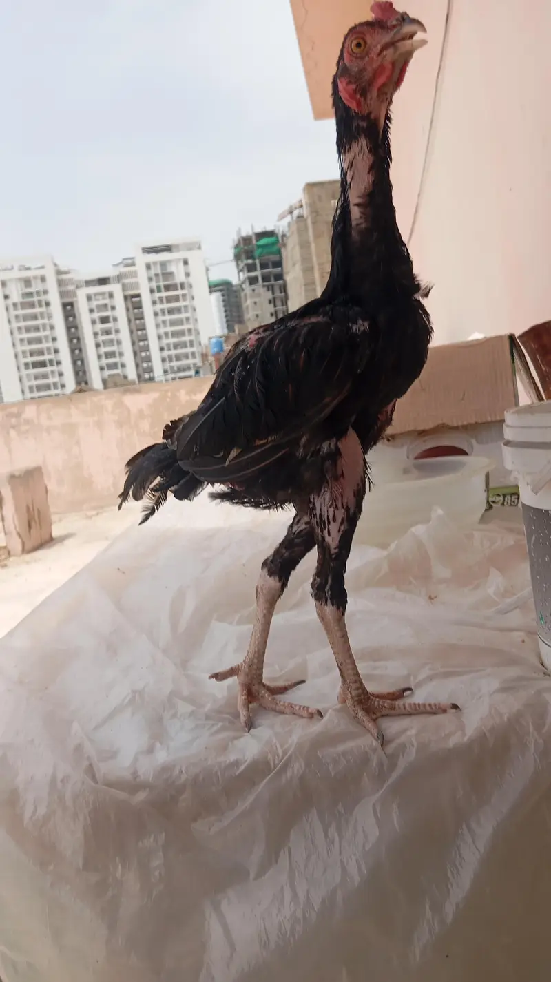 Lakhaa Aseeel — photo 11