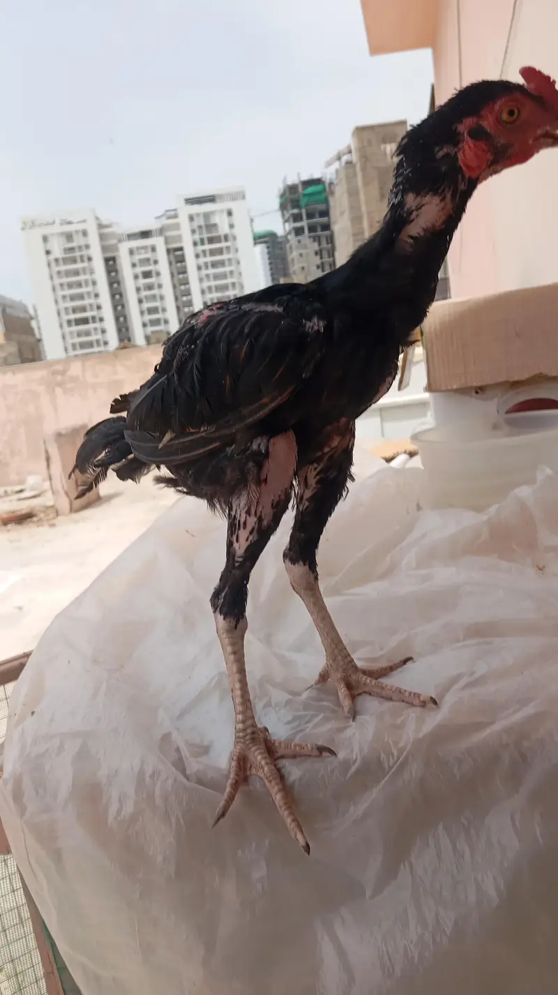 Lakhaa Aseeel — photo 12
