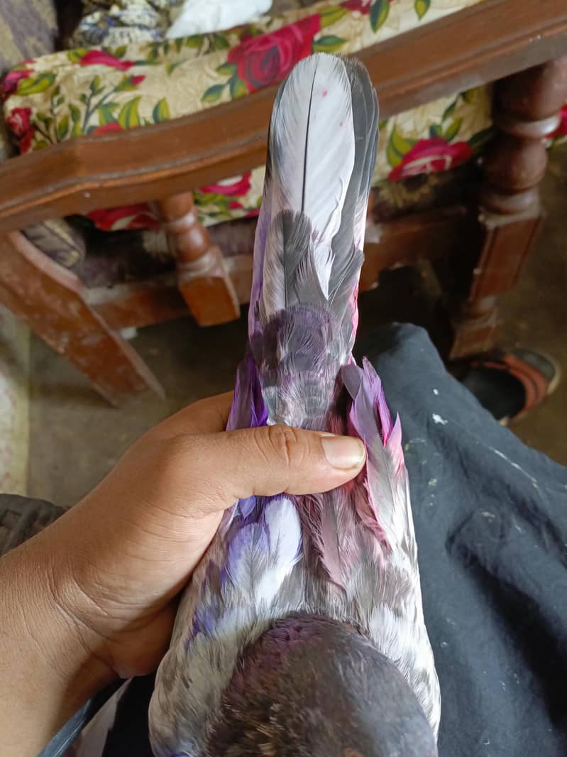 for sell 5