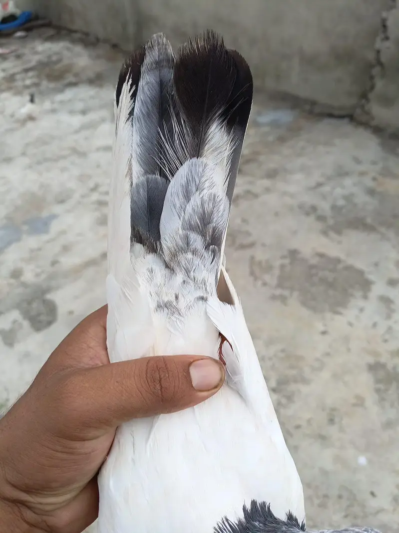 for sell — photo 8