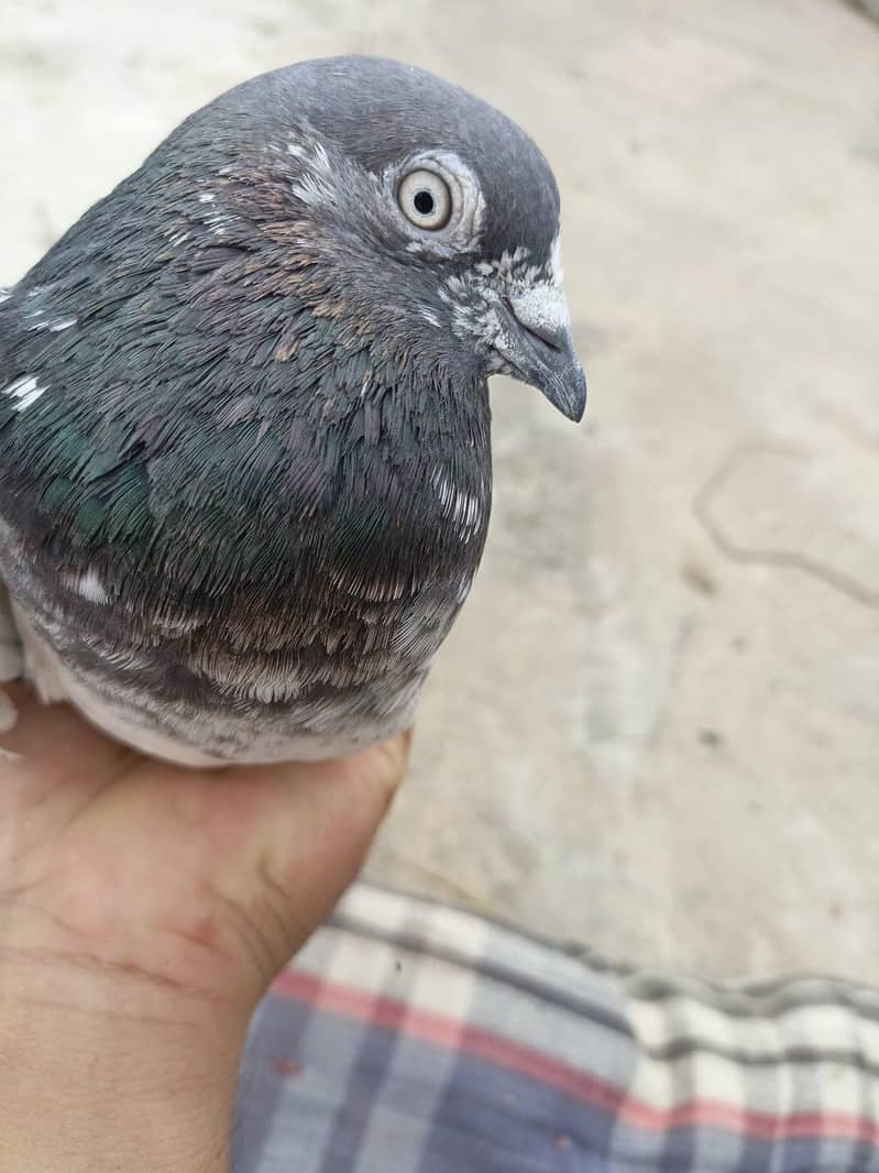 for sell 10