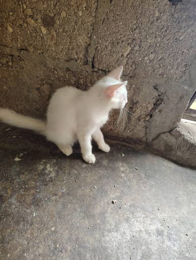 Persian kitten