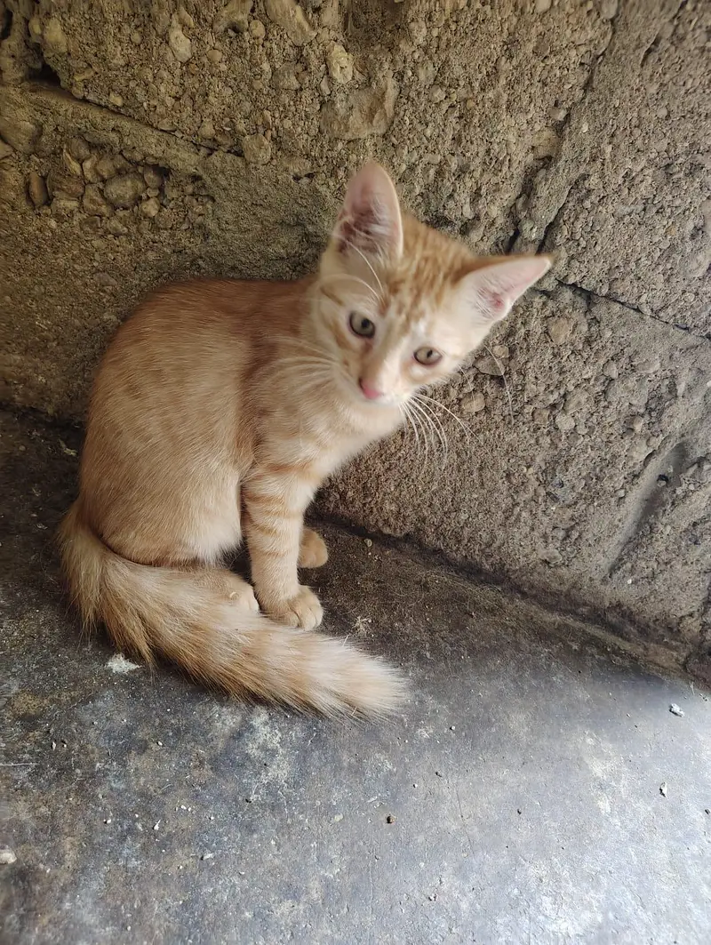 Persian kitten — photo 2