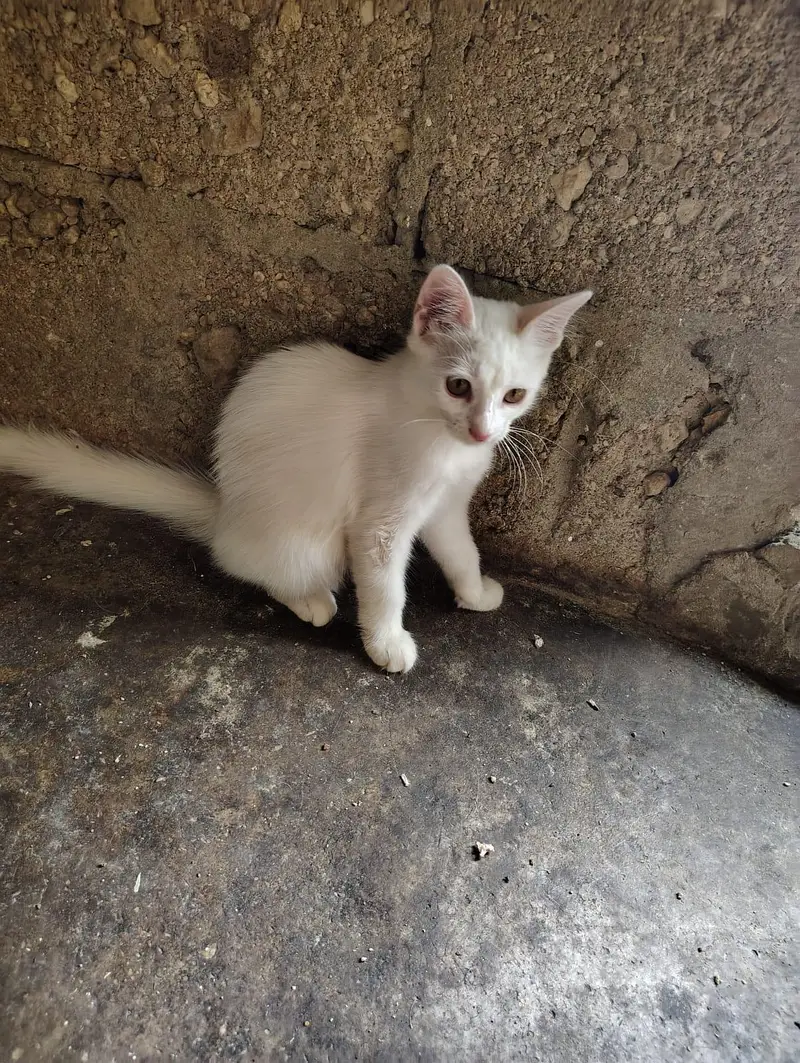 Persian kitten — photo 3
