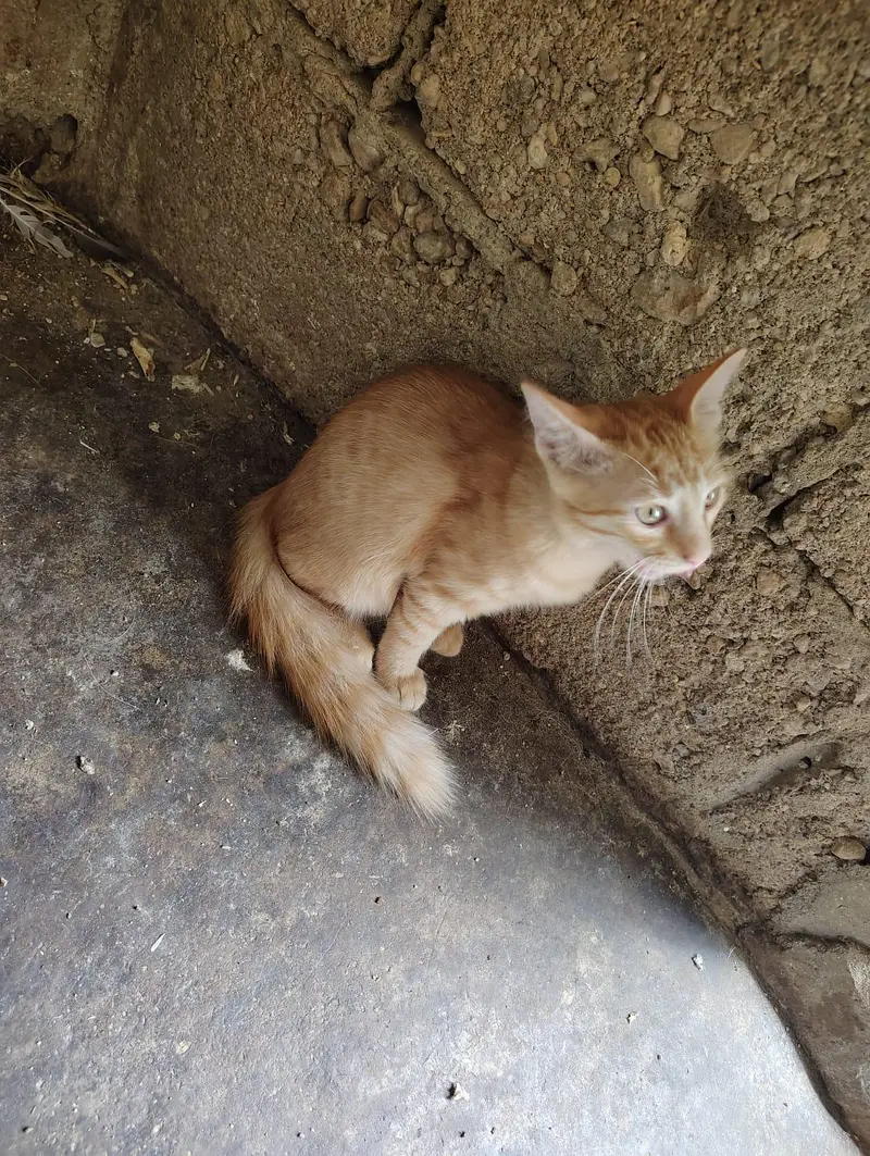Persian kitten — photo 4