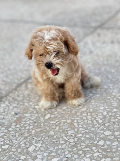 Beautiful Shih Tzu Puppies for Sale