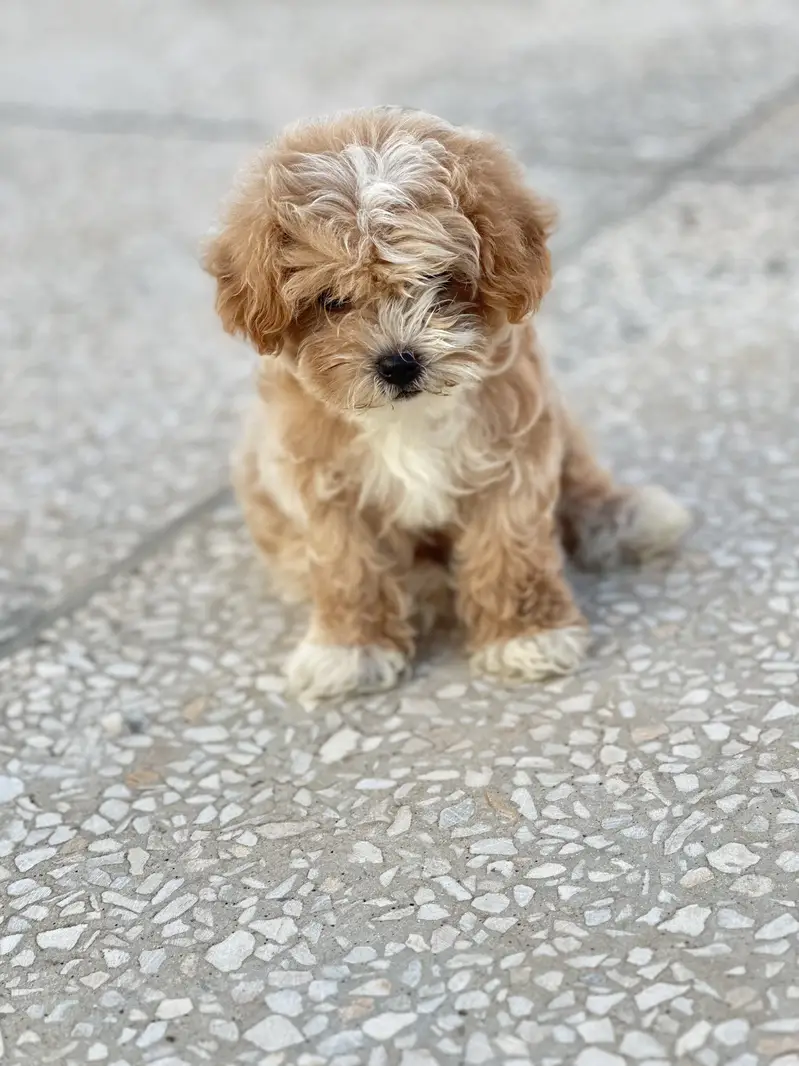 Beautiful Shih Tzu Puppies for Sale — photo 2