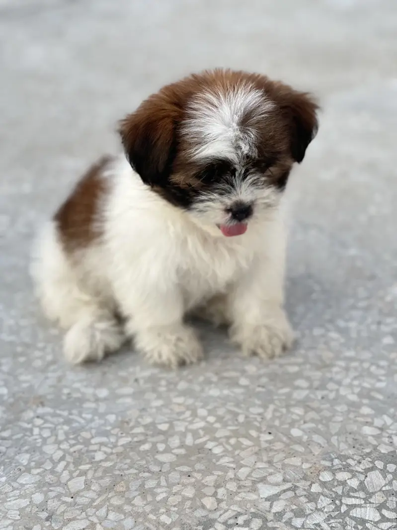 Beautiful Shih Tzu Puppies for Sale — photo 3