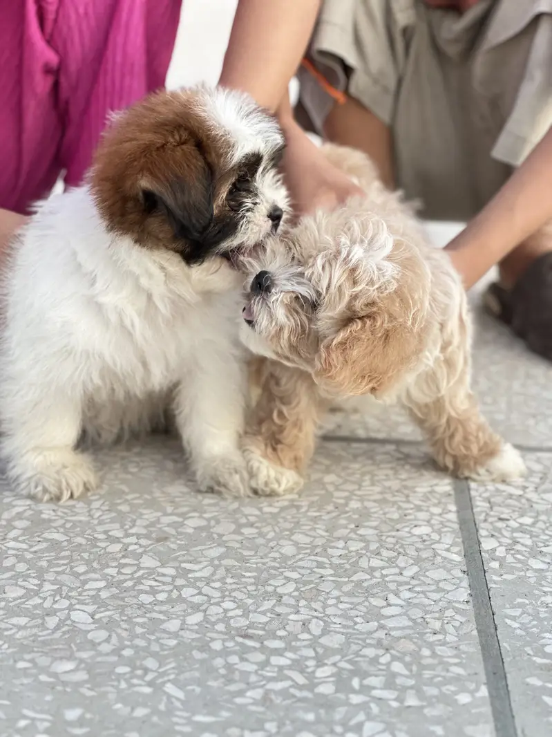 Beautiful Shih Tzu Puppies for Sale — photo 4