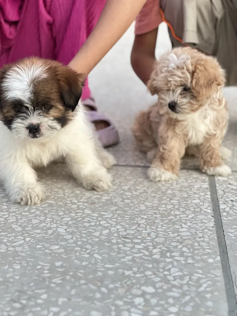 Beautiful Shih Tzu Puppies for Sale — photo 5