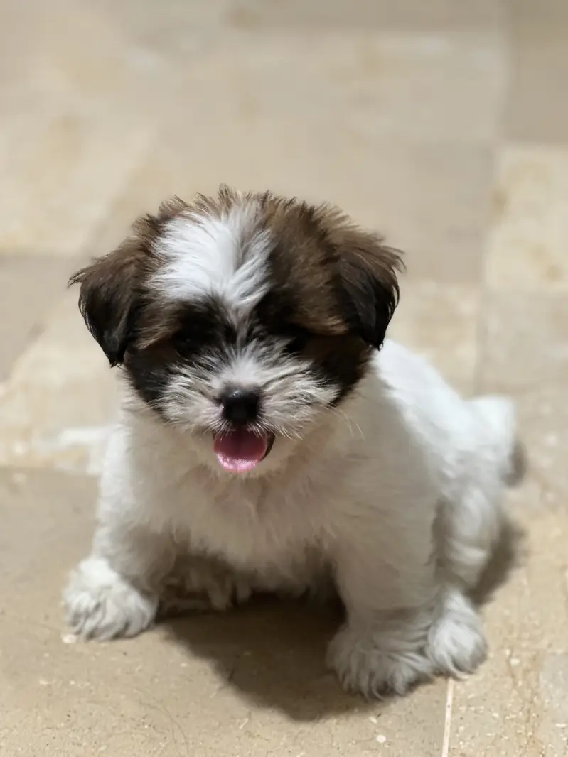 Beautiful Shih Tzu Puppies for Sale — photo 6