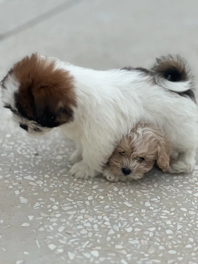 Beautiful Shih Tzu Puppies for Sale — photo 7