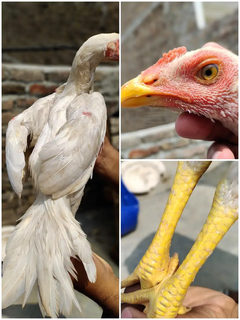aseel for sale cage for sale exchange posibal — photo 2
