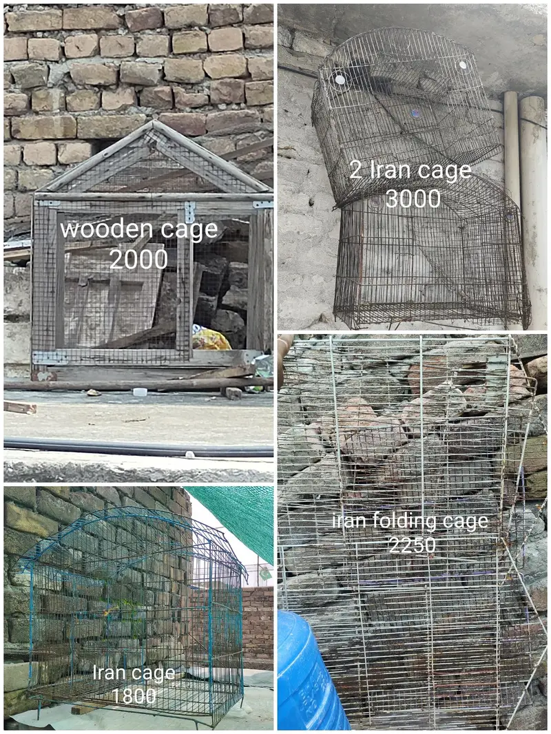 aseel for sale cage for sale exchange posibal — photo 3