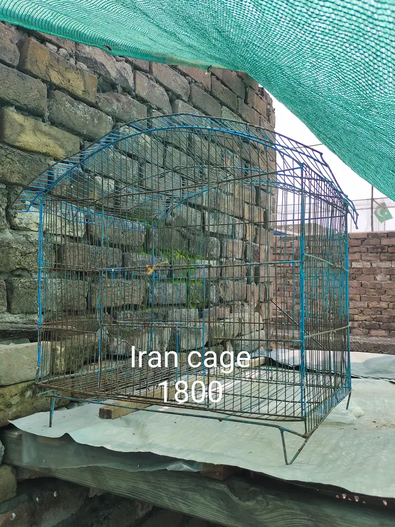 aseel for sale cage for sale exchange posibal — photo 4