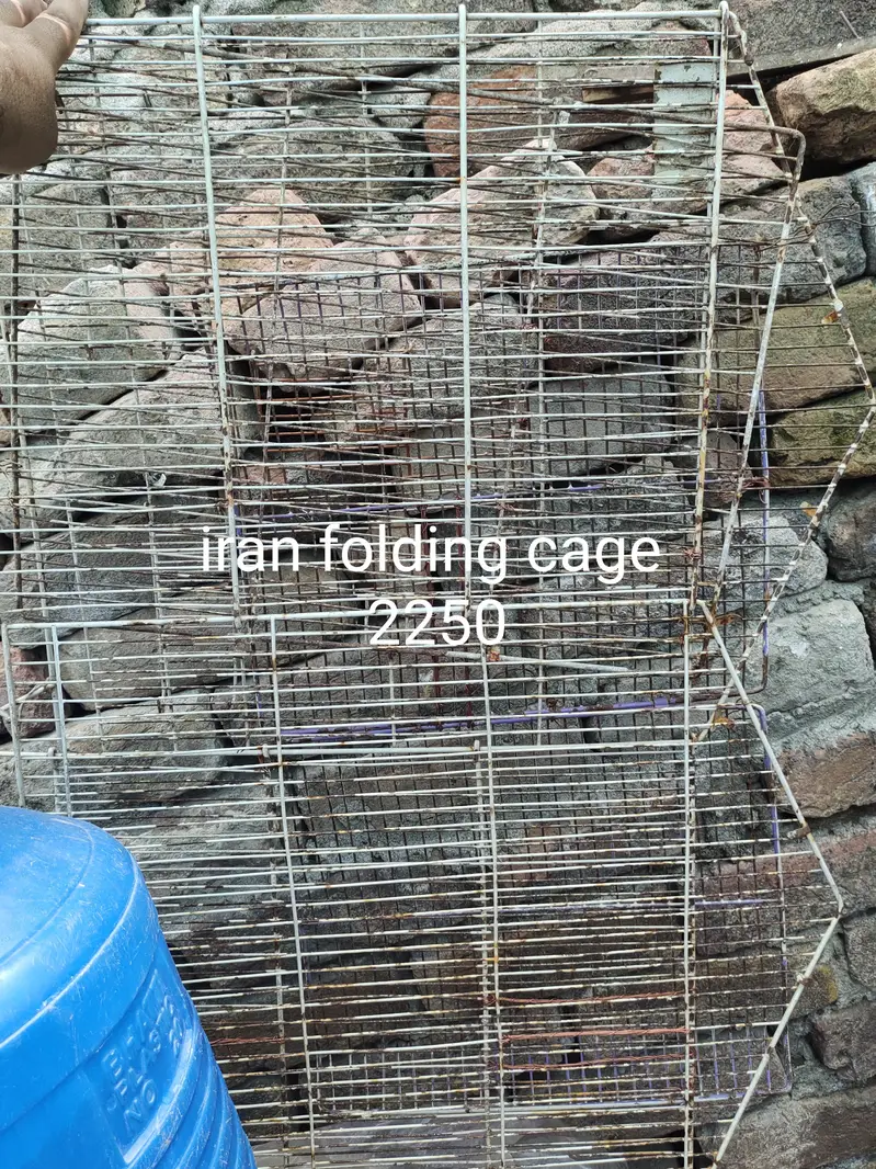 aseel for sale cage for sale exchange posibal — photo 5