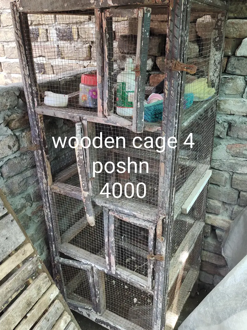 aseel for sale cage for sale exchange posibal — photo 6