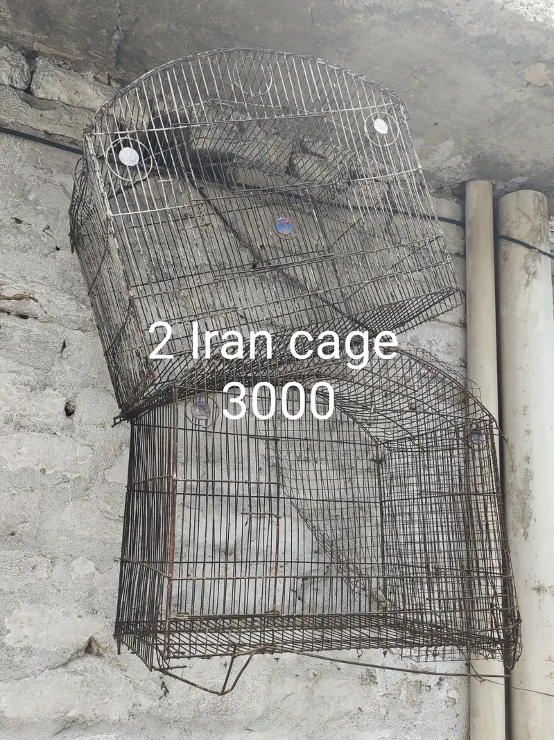 aseel for sale cage for sale exchange posibal — photo 8