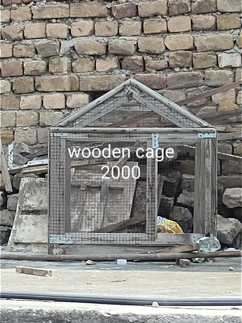 aseel for sale cage for sale exchange posibal — photo 9