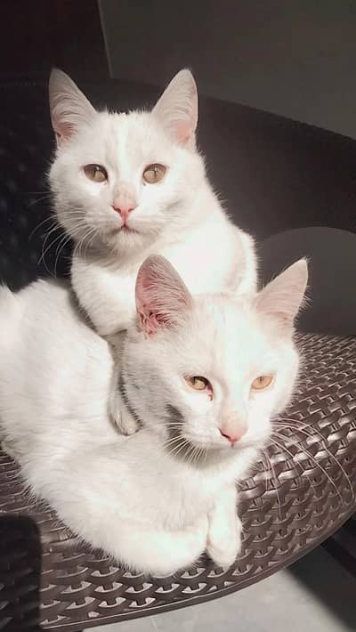 Pair of British short hair kittens