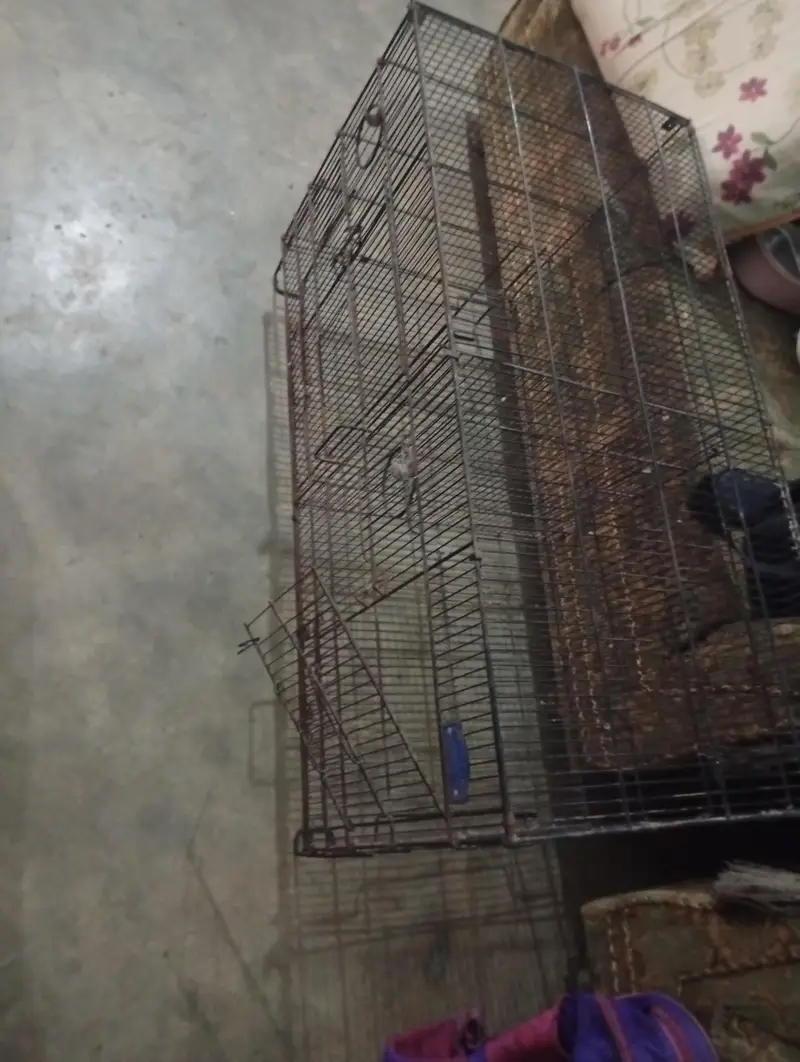 02 Birds cage for sale — photo 2