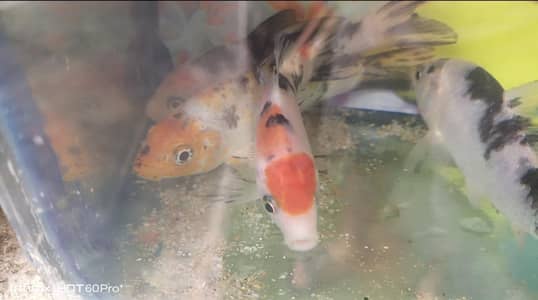 Oscar other fish