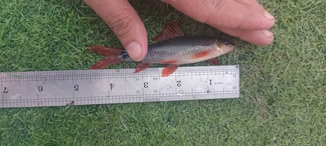 Oscar other fish