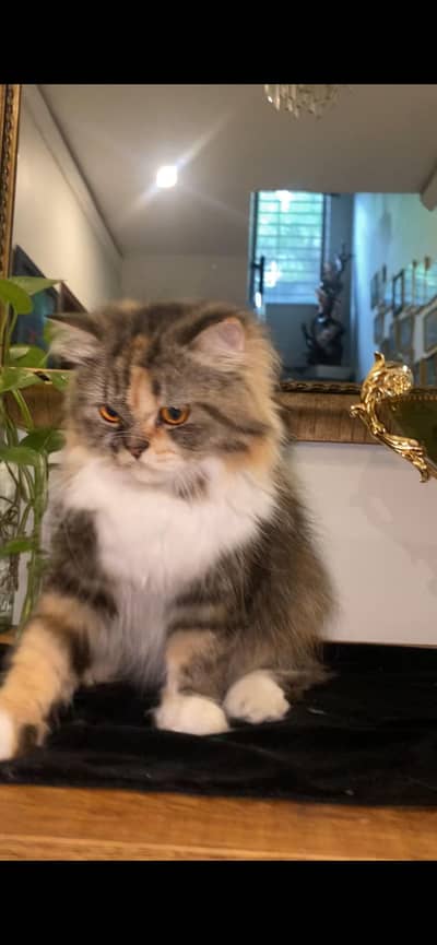 beautiful persian calico cat