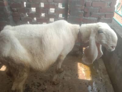 Kajli Bheer Sale – Healthy Aur Achhi Nasal