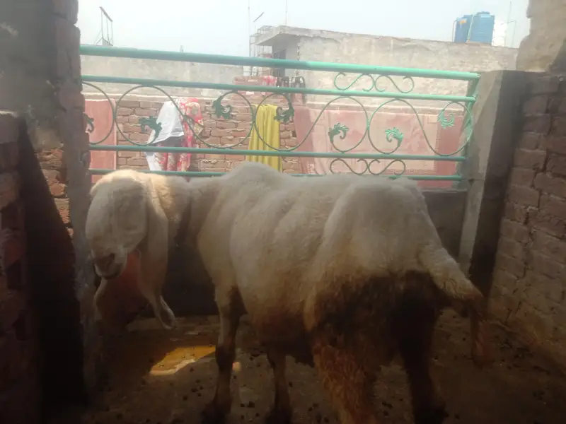 Kajli Bheer Sale – Healthy Aur Achhi Nasal — photo 2