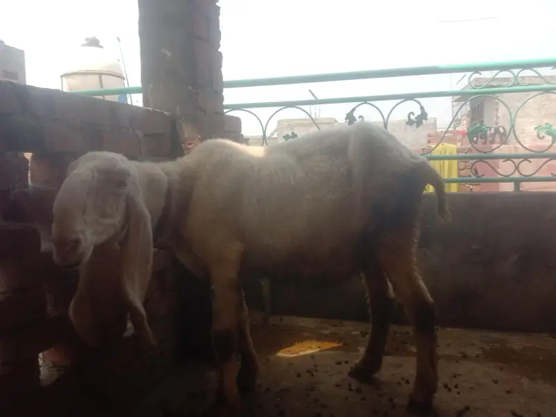 Kajli Bheer Sale – Healthy Aur Achhi Nasal — photo 3